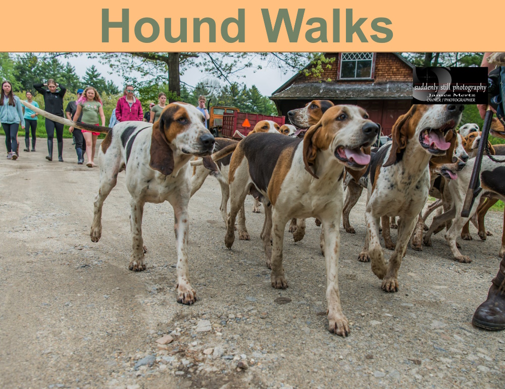 Hound Walks