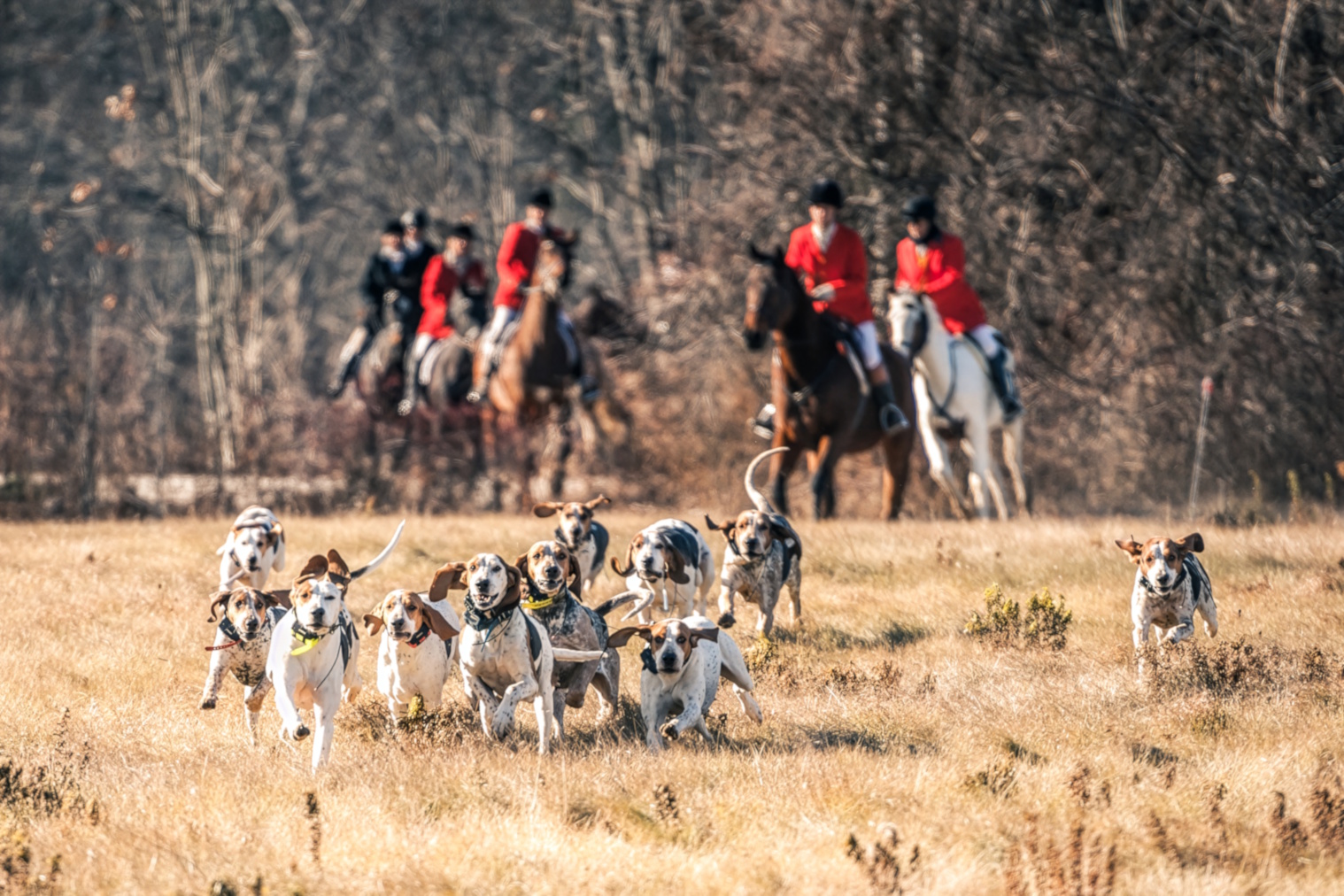 Register for the Hound Performance Trials